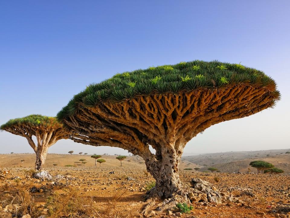 Socotra Island