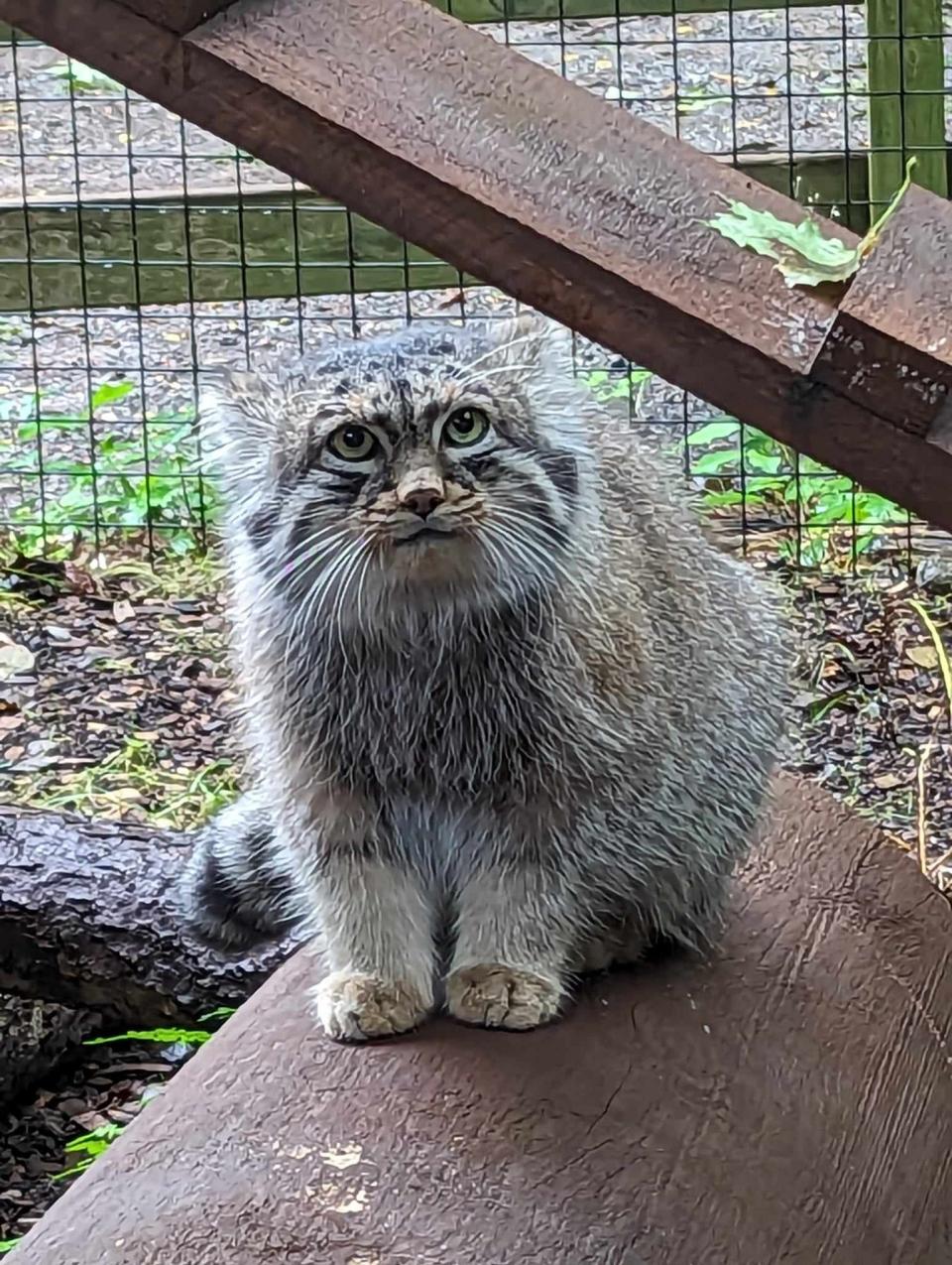 Tate, a Pallas's cat, will continue to greet visitors to the Utica Zoo even after having been elected the preZOOdent for 2024.