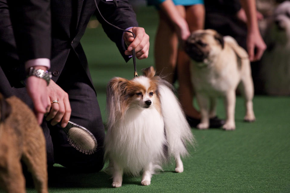 World's Top Dogs Compete At Westminster Dog Show