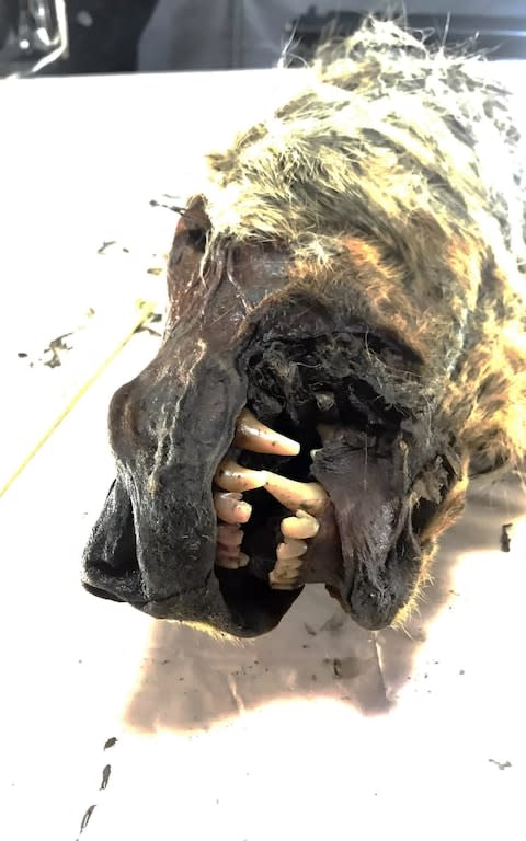 Close up of Ice Age Steppe wolf head teeth - Credit: Channel 4
