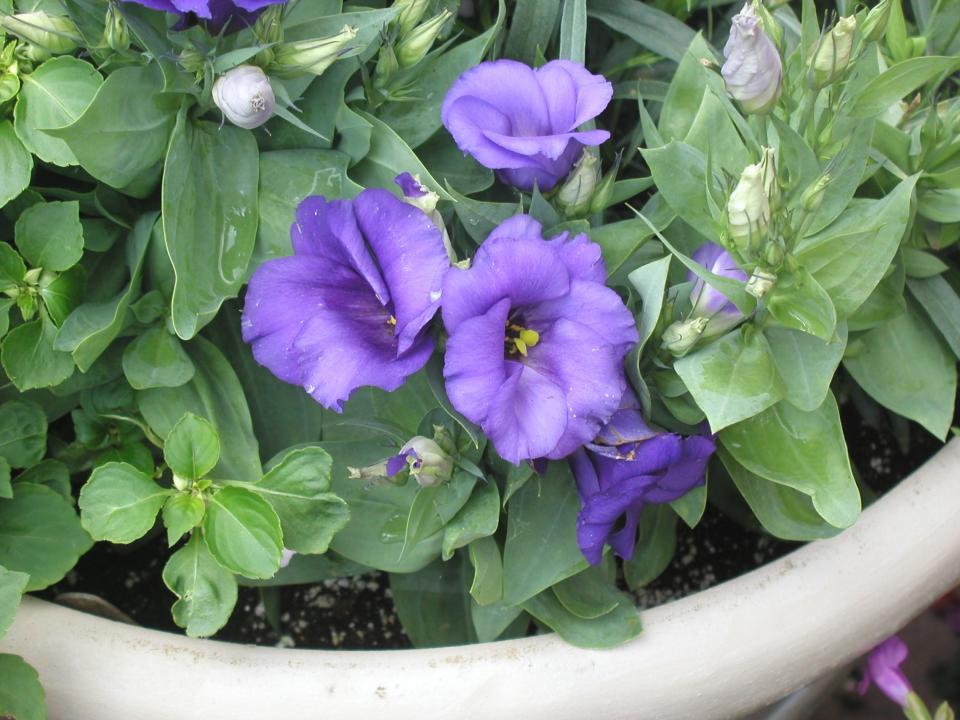 Plant lisianthus in July to add color to a sunny spot.