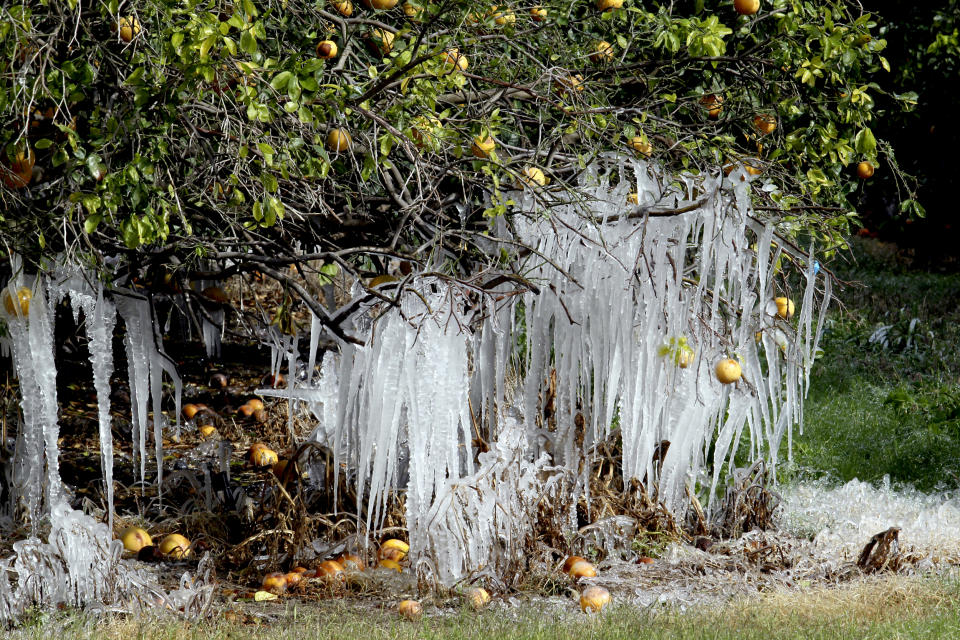 Image: Icicles on a citrus tree in Edinburg, Texas (Delcia Lopez / The Monitor via AP)