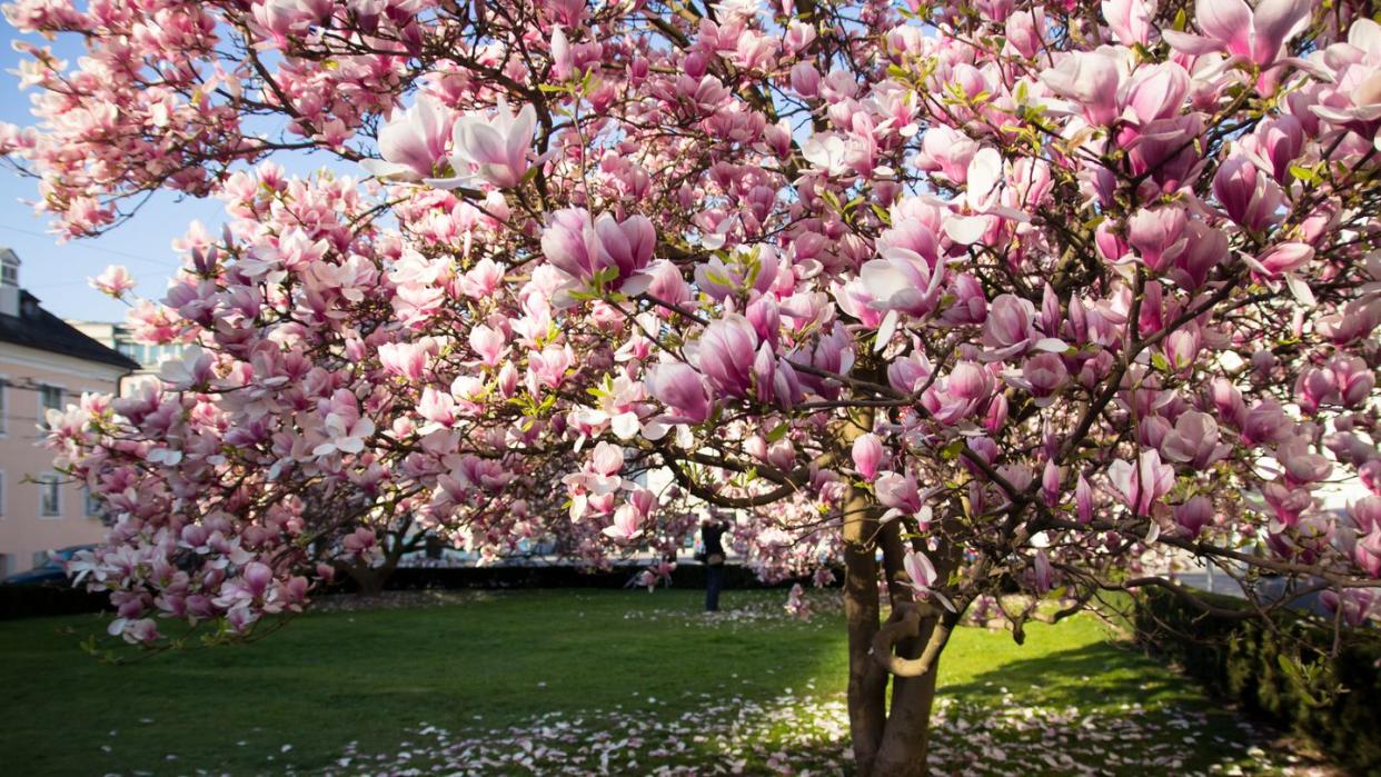 magnolia trees