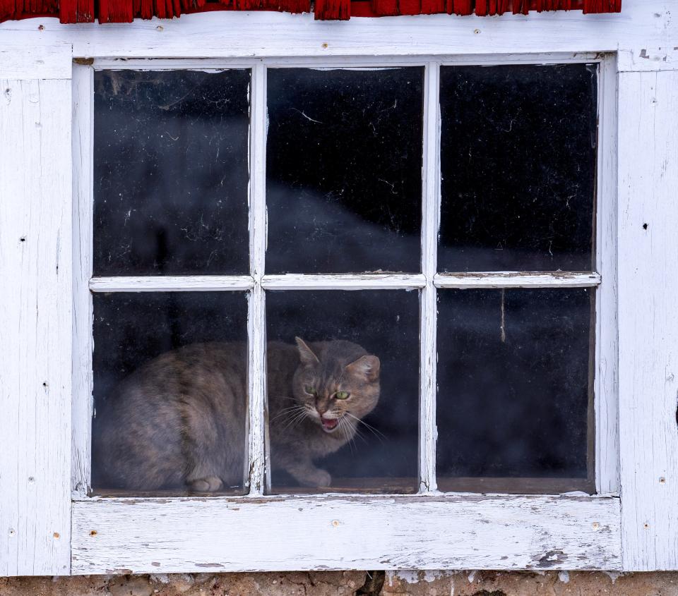 Dolly hisses while sitting in barn window Sunday, March 26, 2023 at the home of Emily and Adam Saugen in the Town of Cedarburg, Wis. The family adopted three working cats to control rodents in their barn from the Wisconsin Humane Society.