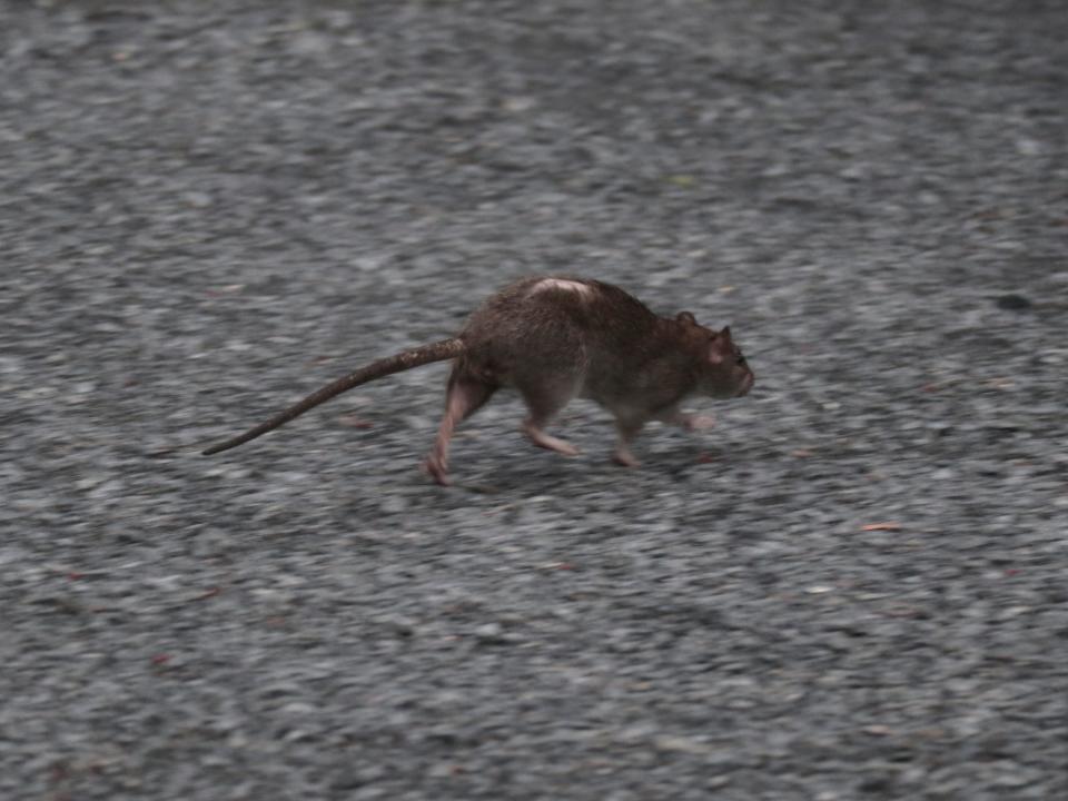 A roughed up rat runs along the High Line Park in New York City.