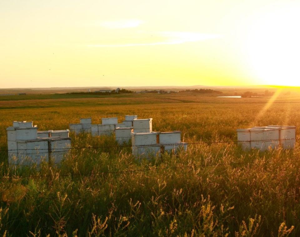 Beekeepers often make agreements with local landowners to place hives in hayfields or pastures. These hives were placed in a hayfield that saw a massive bloom of sweet clover, a prime bee food source that results in the mild, light-colored honey that South Dakota is renowned for producing.