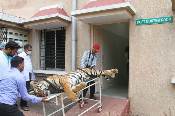 A November 3, 2018, photo of the dead tigress, T-1