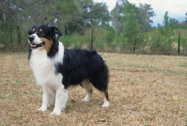 Australian Shepherd