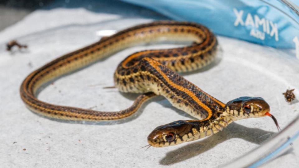 美國內布拉斯加州2022年也發現過雙頭蛇。（圖／翻攝自內布拉斯加大學林肯分校官網）