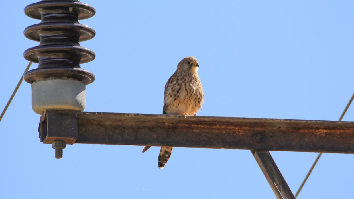  A kestrel. 