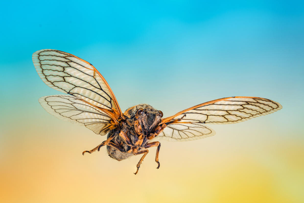 Cicadas are coming in droves to the United States. Here's what to know. (Getty Creative)