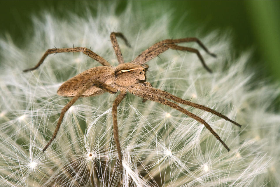 Una araña reclusa. La especie Loxosceles rufescens es originaria de la zona del Mediterráneo, pero se ha difundido en muchas partes del mundo. La especie Loxosceles rufescens es originaria de Norteamérica. (Getty Creative)