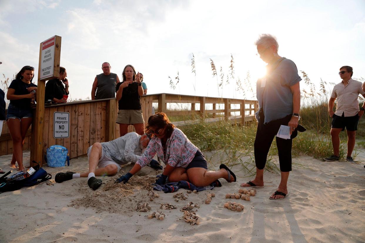 Sea Turtle Project volunteers Frank Wooldridge and Lynda Stoller excavate a sea turtle nest on Tybee Island.