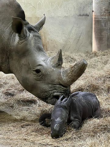 <p>Indianapolis Zoo</p> Zenzele and her calf