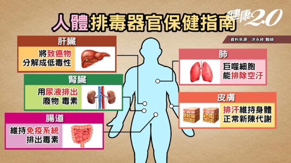 人體排毒器官保健指南。（圖／健康2.0）