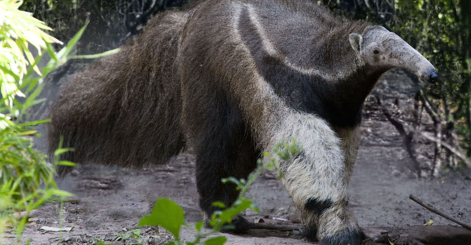 Oso hormiguero captado por cámaras trampa