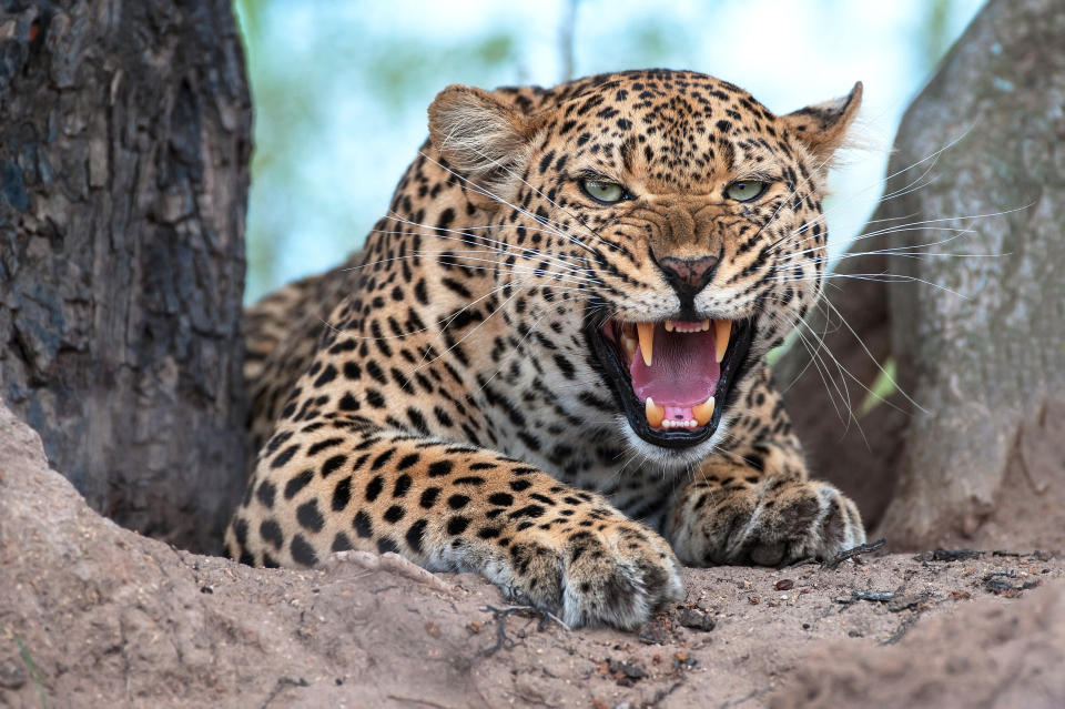 Pictured is a stock image of a leopard growling. A leopard killed a boy, 2, at South Africa's Kruger National Park.