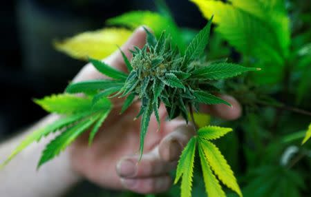 A fully budded marijuana plant ready for trimming is seen at the Botanacare marijuana store ahead of their grand opening on New Year's day in Northglenn, Colorado December 31, 2013. REUTERS/Rick Wilking