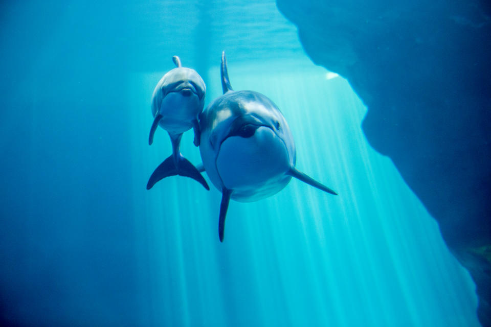 <p>Auch tief im Meer geht’s hoch her, zum Beispiel bei diesem Delfin-Duo. (Foto: WENN) </p>