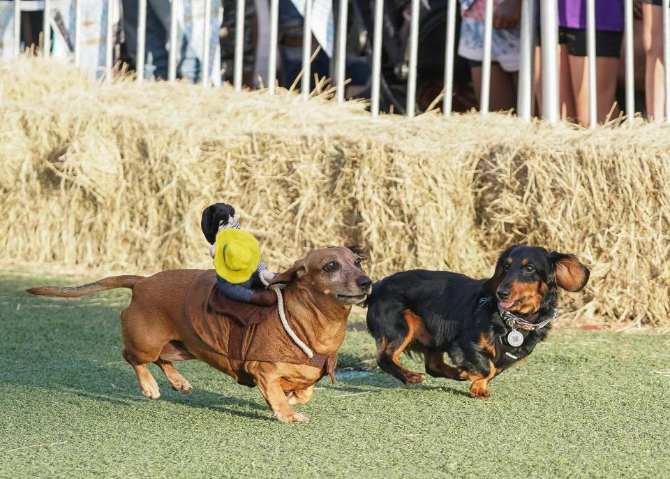 The City of Port St. Lucie held the 3rd annual wiener dog races as part of its annual Oktoberfest celebration, Saturday, Oct. 1, 2022, at the MIDFLORIDA Credit Union Event Center in Port St. Lucie.