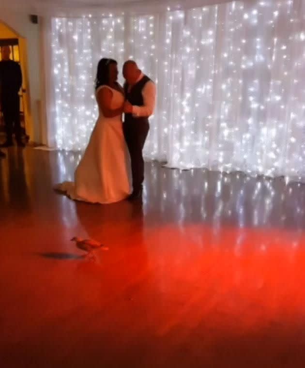 The duck stole the show at couple's wedding. Image/Caters