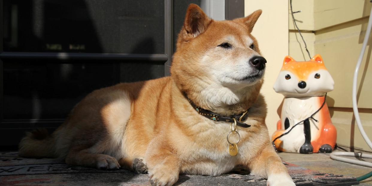 Mimi Owen, an 11 year-old Shiba Inu, lies on a porch in Oakland, California, U.S., October 28, 2020.