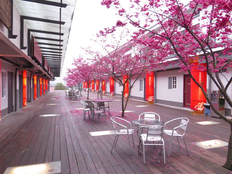三義櫻花渡假會館主人也直接在旅宿前種植整排的櫻花棧道。（圖／Booking.com提供）