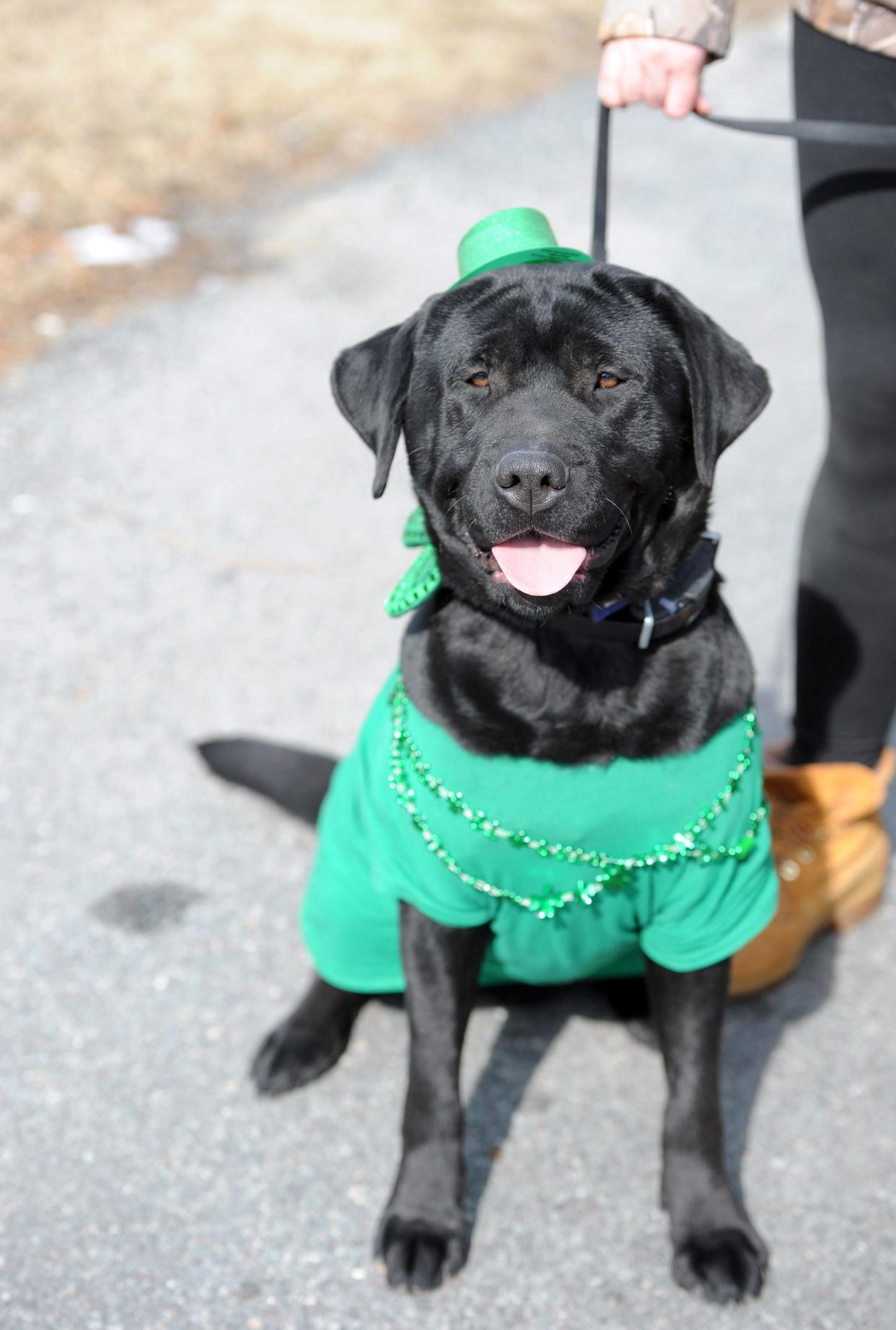 Many spectators and their pets are traditionally decked out in green for the Cape Cod St. Patrick's parade. Olive, of South Yarmouth, had this outfit for the 2020 event.