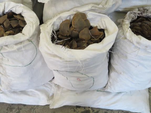 Bags of African pangolin scales seized by Hong Kong officials, June 23, 2016.