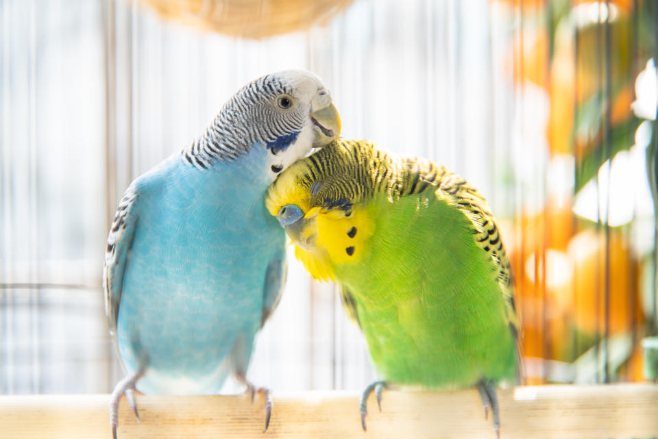 Two budgerigars preening