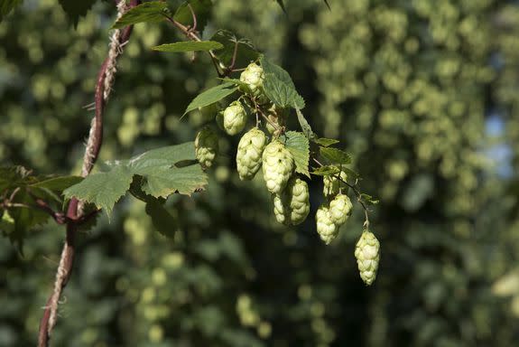 Hops, a key ingredient in beer.