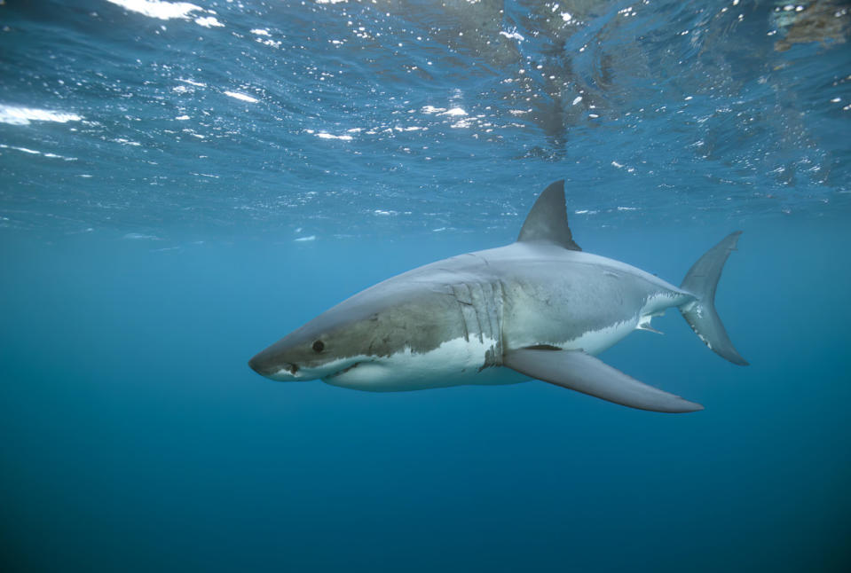 Shark Stop wetsuits can take an average of 900 newtons before penetration. The average bite force per tooth of one of these bad boys is 410 newtons.<p>Andrew Thirlwell via Getty</p>