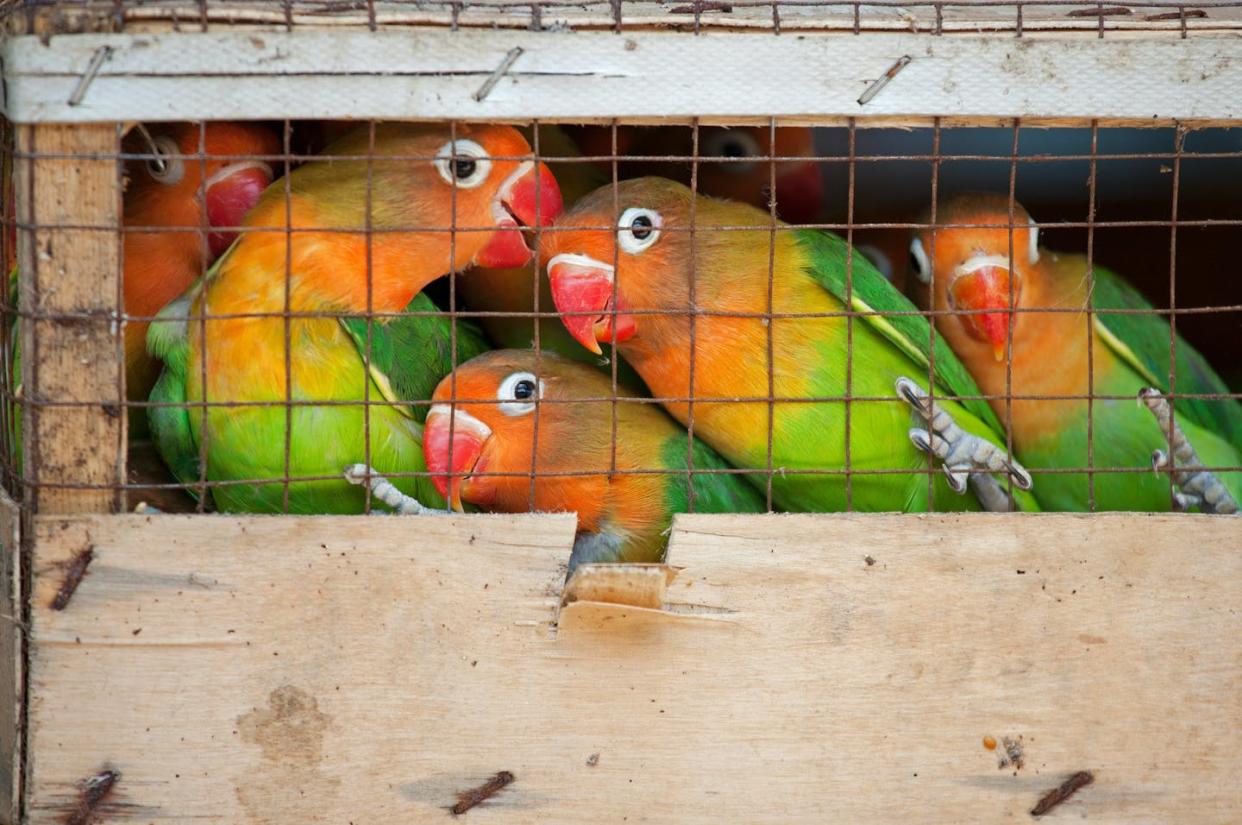 <a href="https://www.shutterstock.com/es/image-photo/lovebirds-local-bird-market-ready-shipment-774477346" rel="nofollow noopener" target="_blank" data-ylk="slk:DnDavis / Shutterstock;elm:context_link;itc:0;sec:content-canvas" class="link ">DnDavis / Shutterstock</a>