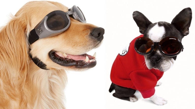 Keep your dog's eyes protected.