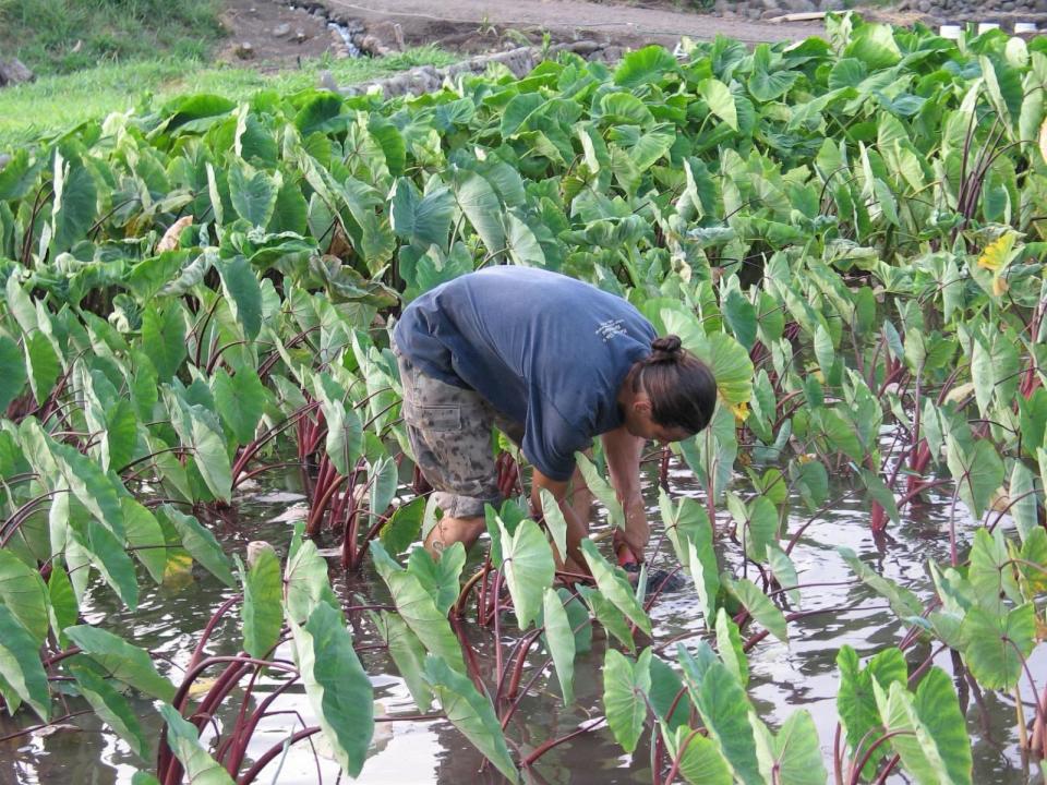 PHOTO: Taro farmer Hokuao Pellegrino picks through a taro patch on his ancestral farmland in Maui in 2018. (Courtesy Hokuao Pellegrino)