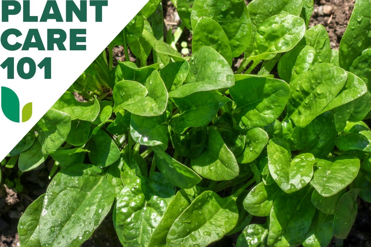 Flat-Leaf Spinach Plant