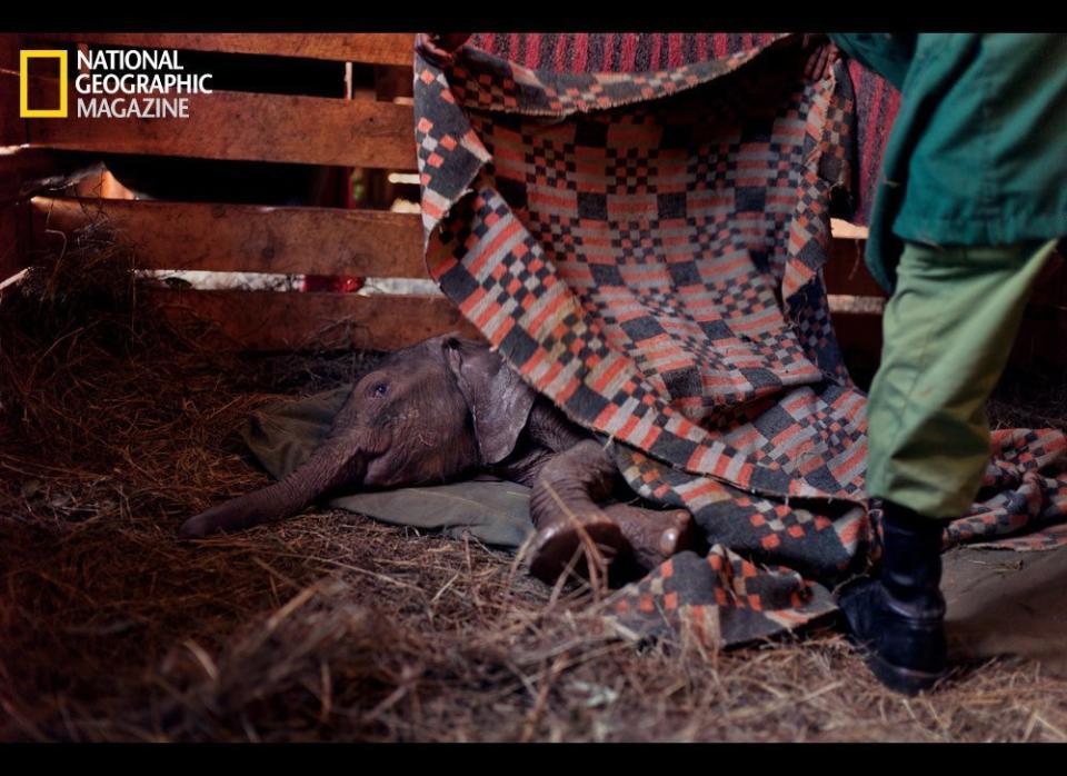 Too young and fragile to be integrated with the other orphans, two-week-old Wasin was swaddled in a blanket, its heft and warmth a poor substitute for her slain mother. Weeks later Wasin abruptly died of unknown causes.