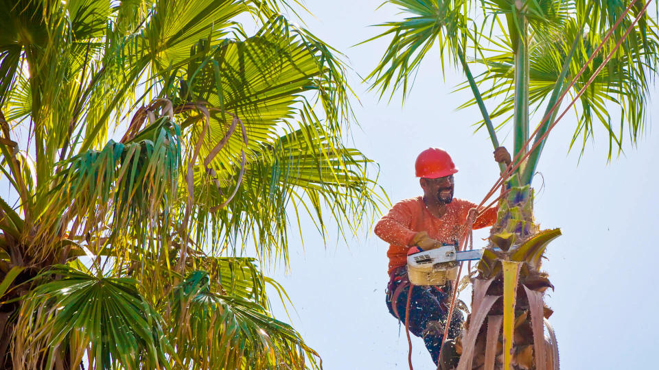 Man in tree trimming palm fronds.