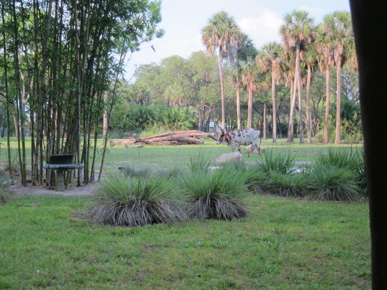a view of the savanna at disney animal kingdom lodge