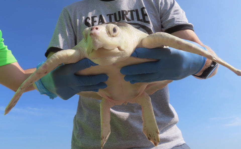 Workers with Sea Turtle Recovery hold a rehabilitated turtle before releasing it back into the ocean in Point Pleasant Beach, N.J. on Aug. 2, 2022. The group released eight turtles that had been injured or sick, bringing to 85 the total number of turtles the group has healed and returned to the ocean since Dec. 2016. (AP Photo/Wayne Parry)