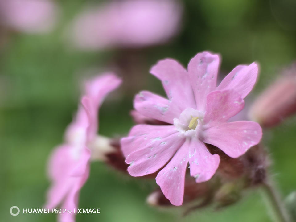 Huawei P60 Pro macro photography of a pink flower extra closeup