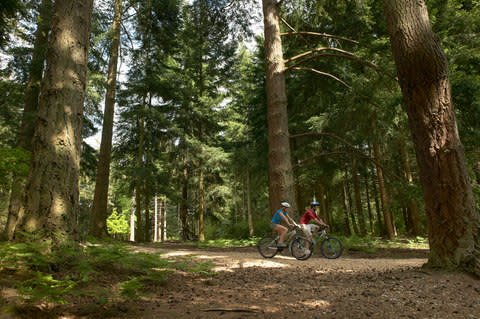 Bicycle is the perfect way to explore the New Forest - Credit: getty
