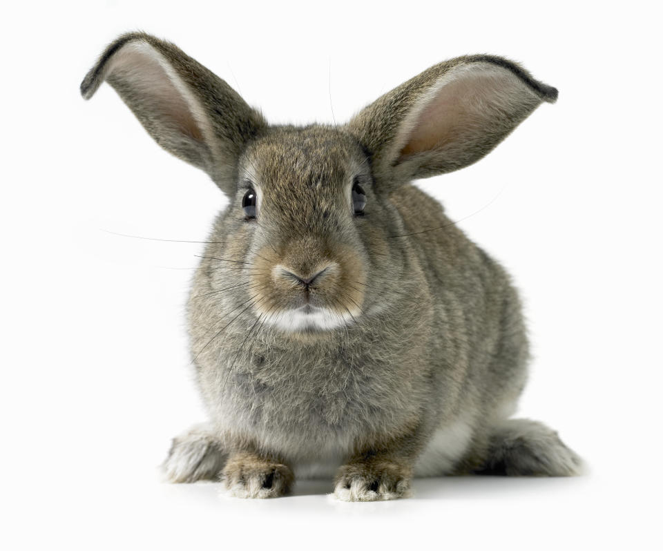 Rabbit with long ears, close-up