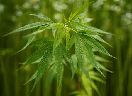 Leaves of marijuana plants to extract the hemp fiber that is often used in traditional Japanese clothes and accessories, are seen at Japan's largest legal marijuana farm in Kanuma, Tochigi prefecture, Japan July 5, 2016. REUTERS/Issei Kato