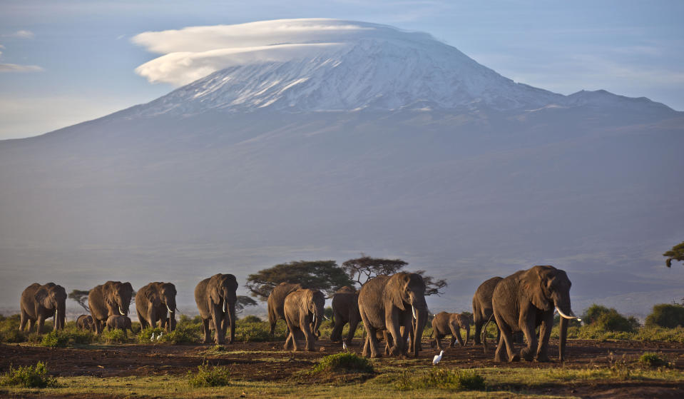 FILE--In this file photo of Monday Dec.17, 2012, a herd of adult and baby elephants walks in the dawn light as the highest mountain in Africa, Tanzania's Mount Kilimanjaro, is seen in the background, in Amboseli National Park, southern Kenya. Representatives of some 180 nations are meeting to agree on protections for vulnerable species, taking up issues such as the trade in ivory and the demand for shark fin soup. The World Wildlife Conference on trade in endangered fauna and flora, known as CITES, which takes place every three years, aims to make sure that global trade in specimens of wild animals and plants doesn't jeopardize their survival. (AP Photo/Ben Curtis, File)