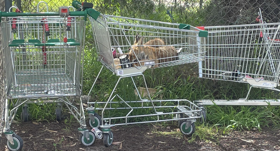 A dead fox lies in an Woolworths trolley next to a Coke can and a used coffee cup.