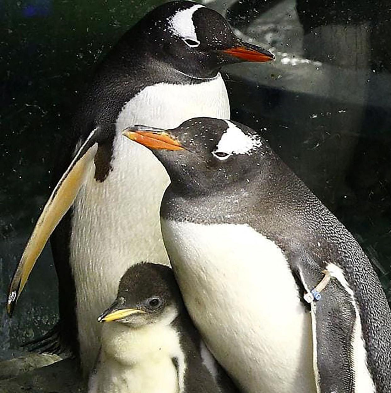 Sphen and Magic with their first chick