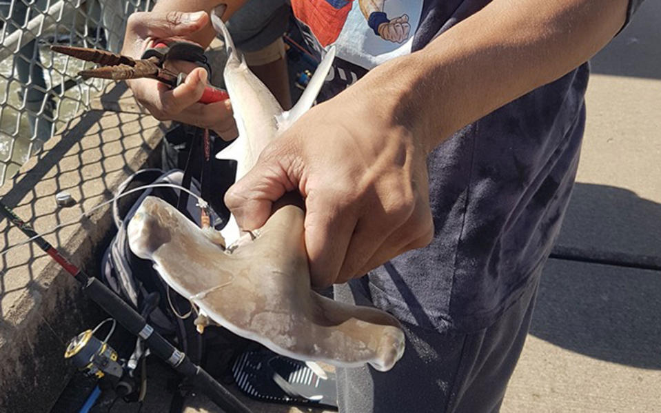 A fisherman holds a baby hammerhead shark in Palm Cove, Cairns. A witness claims the man reeled the shark in, cut it in half and threw it back in the water.