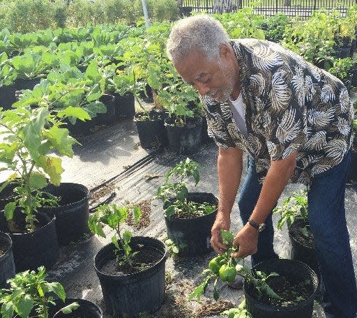 Before it closed: Stewart Bosley picks green peppers at West Palm Beach's Urban Farm on Henrietta Avenue. (Tony Doris / The Palm Beach Post)