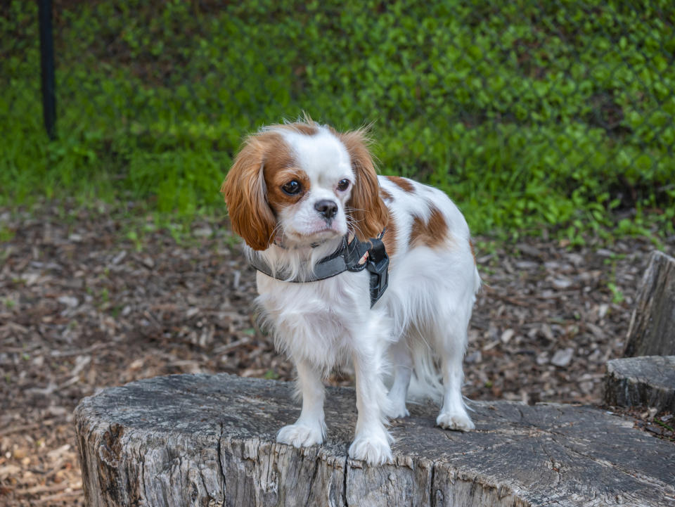 Cavalier King Charles Spaniel (Getty Images)